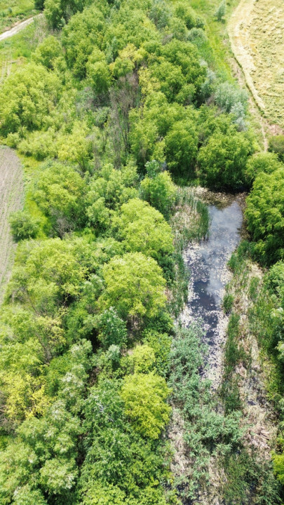 Terenuri de vanzare Gruiu Sud 6